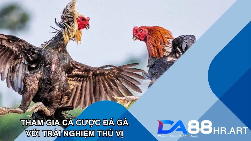 Đá gà DA88 tạo nên trải nghiệm giải trí hấp dẫn và thú vị