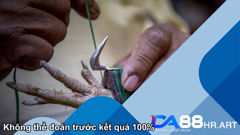 Không có khả năng đoán trước kết quả của trận đấu đá gà nòi cựa sắt 100%