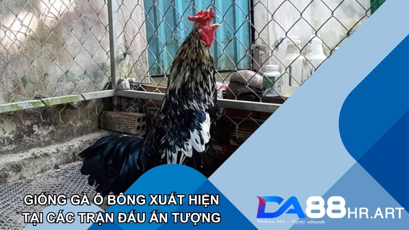 Gà chọi Ô Bông sở hữu kỹ năng tuyệt vời để thi đấu